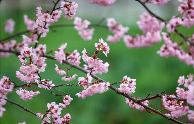 春三月 美酒城 醉一场花开漫天，江阳区丹林花朝节启幕(图12)